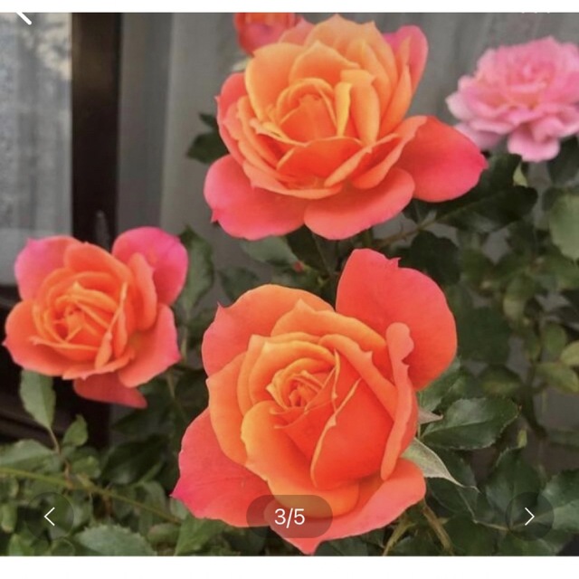 Dランドロース★薔薇★薔薇苗★挿し木苗★薔薇★強健★初心者向け★バラ★青薔薇 インテリア/住まい/日用品のインテリア/住まい/日用品 その他(その他)の商品写真