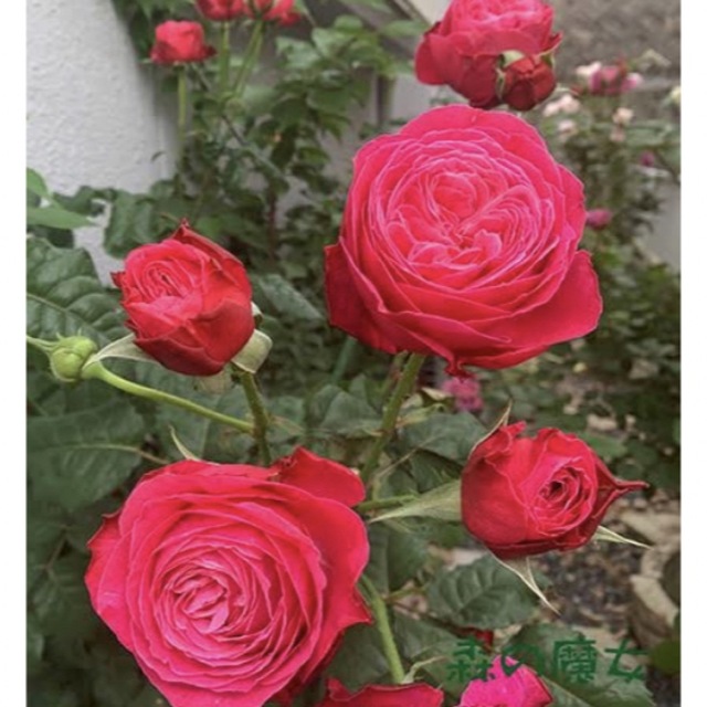 Wabara Yu和薔薇切花品種　薔薇苗　薔薇　挿木苗　バラ　バラ苗 インテリア/住まい/日用品のインテリア/住まい/日用品 その他(その他)の商品写真