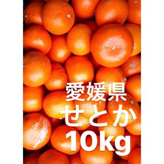 姫様　専用　愛媛県産　せとか　柑橘　　10kg(フルーツ)