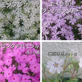 【ネコポス】芝桜６cmポット苗４種セット(その他)