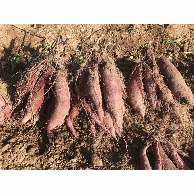 さつまいも　紅はるか　愛媛県産　農家直送　サイズ混載　約3kg 食品/飲料/酒の食品(野菜)の商品写真