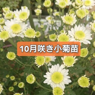 花苗【10月咲き 2苗】ネコポス匿名発送(ドライフラワー)