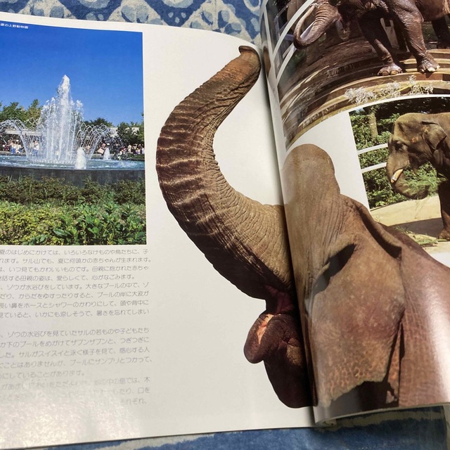 上野動物園グラフ　上野動物園　写真　レア　希少 エンタメ/ホビーの本(その他)の商品写真