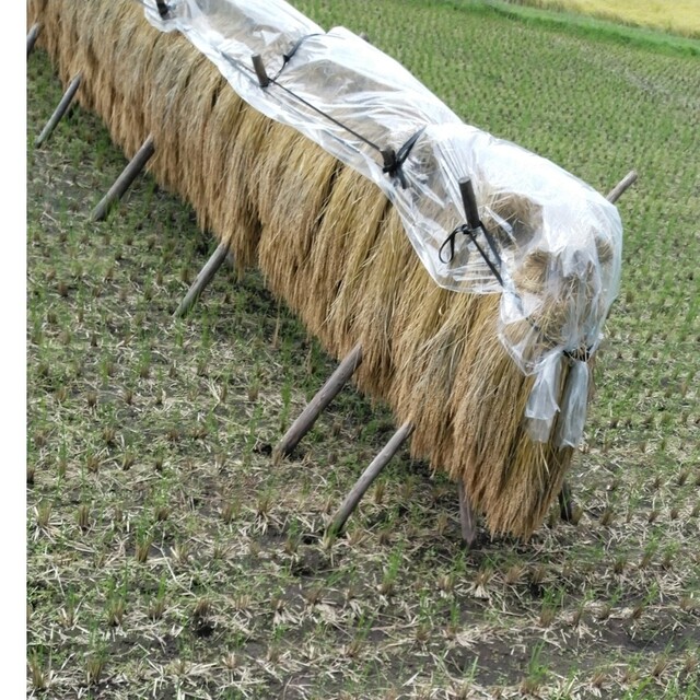 令和4年産栃木県コシヒカリ玄米一等米30キロ無農薬のお米 最高級 www