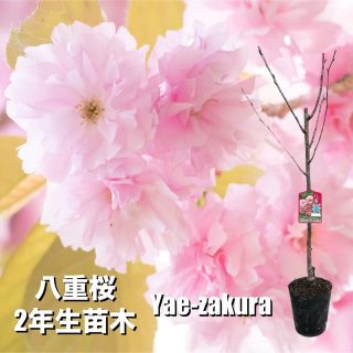 【苗木】 八重桜 関山 カンザン  桜 苗木 苗 桜の木 花見 記念樹 庭木(その他)