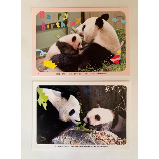 上野動物園 シャンシャン ポストカード 2枚 パンダ | フリマアプリ ラクマ