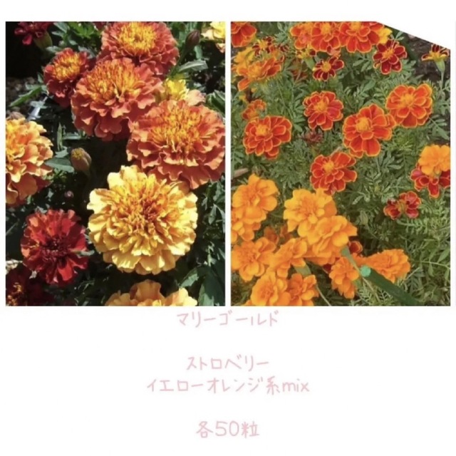 マリーゴールド　mix種 ハンドメイドのフラワー/ガーデン(プランター)の商品写真