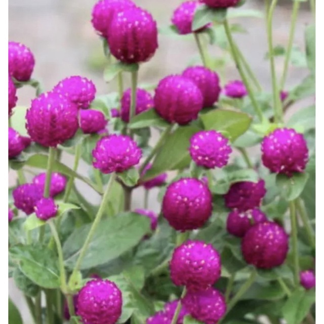 ❤︎花の種❤︎ 千日紅　6種　120粒 ハンドメイドのフラワー/ガーデン(その他)の商品写真