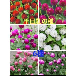 ❤︎花の種❤︎ 千日紅　6種　120粒(その他)