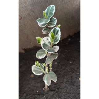 観葉植物 ツルマサキ 抜き苗1株(その他)