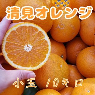 清見ｵﾚﾝｼﾞ 10㌔ 小玉(フルーツ)