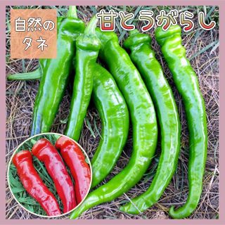 【国内育成・採取】 甘とうがらし 家庭菜園 種 タネ ピーマン シシトウ 野菜(野菜)