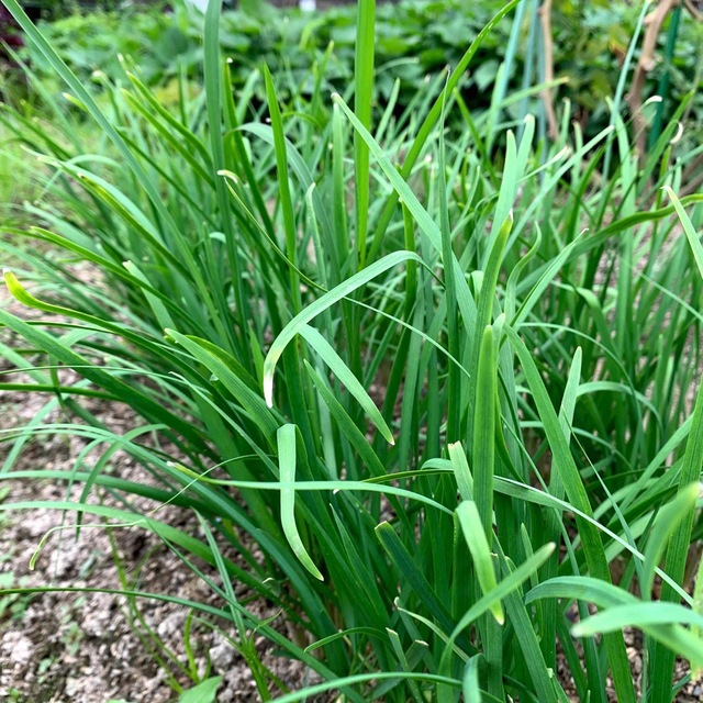 農薬不使用野菜＊根っこ付きニラの苗＊約40〜50g＊初心者向＊にら苗＊ネコポス＊ 食品/飲料/酒の食品(野菜)の商品写真