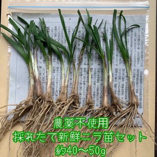 農薬不使用野菜＊根っこ付きニラの苗＊約40〜50g＊初心者向＊にら苗＊ネコポス＊(野菜)