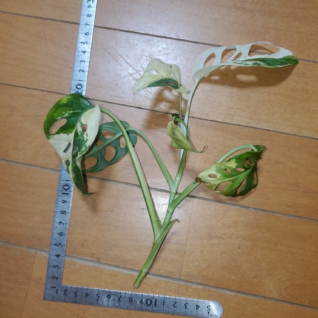 マドカズラ　斑入り　Monstera adansonii 4