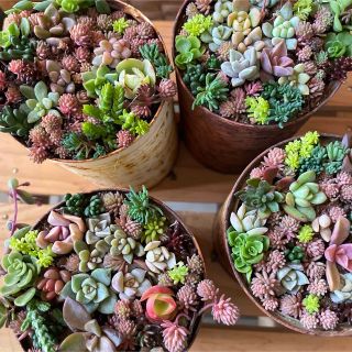 多肉植物とセダムのカット苗　専用(その他)