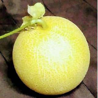 野菜タネ　ネットメロン種　ころた○　種子14粒(野菜)