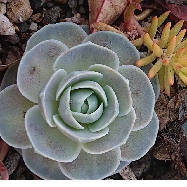 多肉植物　爪蓮華錦　斑落ち　抜き苗