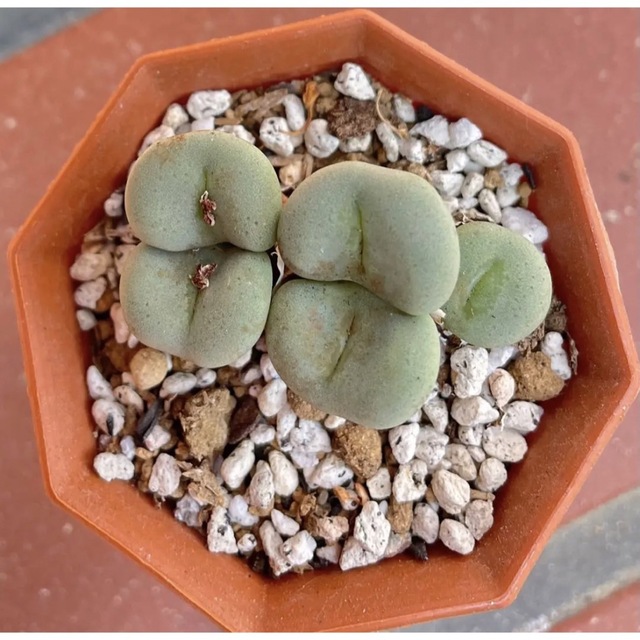 ・:*☆。Conophytum 'シルクムプンクタツム'・:*☆。