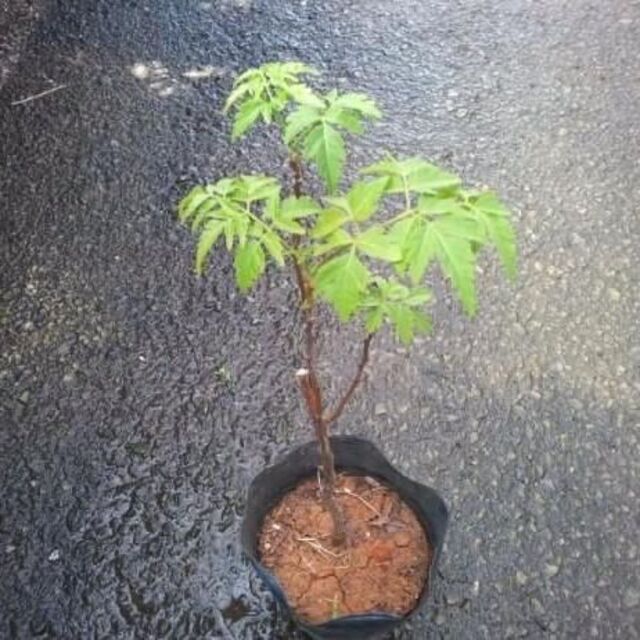 センダン/栴檀/せんだん 苗 観葉植物 花卉園芸 その他のその他(その他)の商品写真