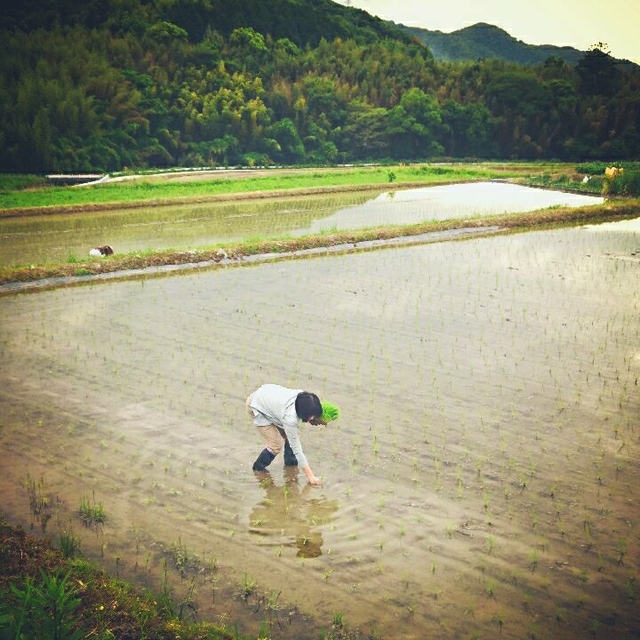 令和４年産新米 低農薬玄米２０キロ 山田錦の里より農家直送　(精米サービス中) 食品/飲料/酒の食品(米/穀物)の商品写真