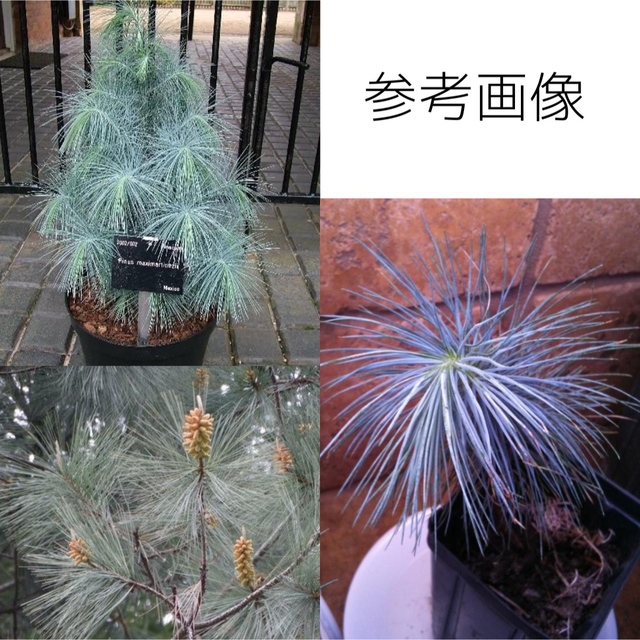 マルチネスピニョン松 種子5粒 Pinus maximartinezii - www.xtreme.aero