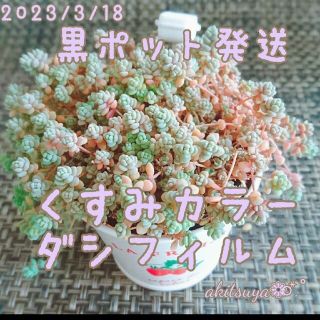 ①黒ポットごと発送  くすみカラーダシフィルム❤即購入OK 多肉植物 根付き(プランター)