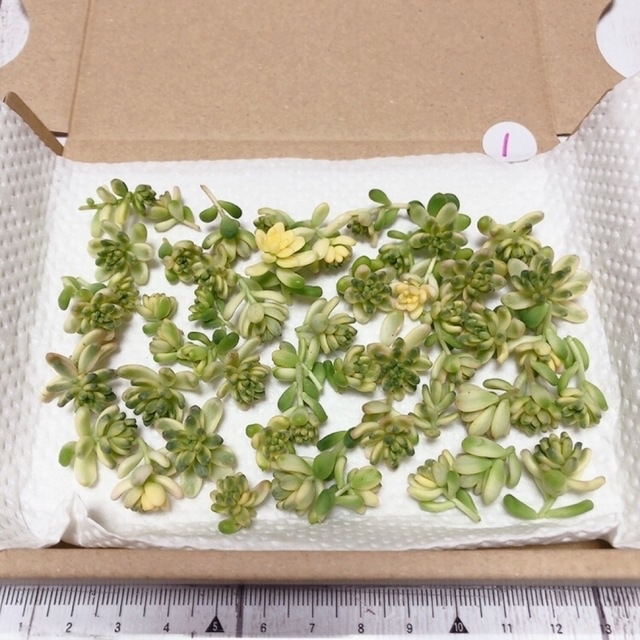 45カット＋α‼️ 多肉植物　セダム　カット苗　タイトゴメ　斑入り　限定出品 ハンドメイドのフラワー/ガーデン(その他)の商品写真