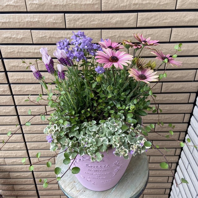 母の日ピンクな寄せ植え♡