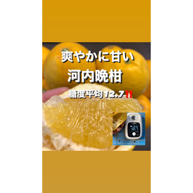 毎年大人気！河内晩柑 愛媛県宇和島市産地 食品/飲料/酒の食品(フルーツ)の商品写真