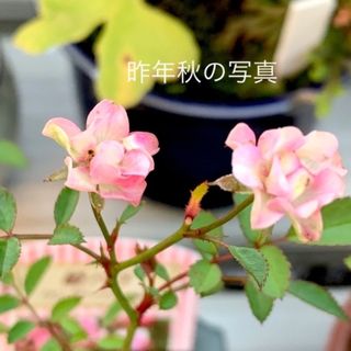 姫バラ3本セット　盆栽素材　姫バラ　5(その他)