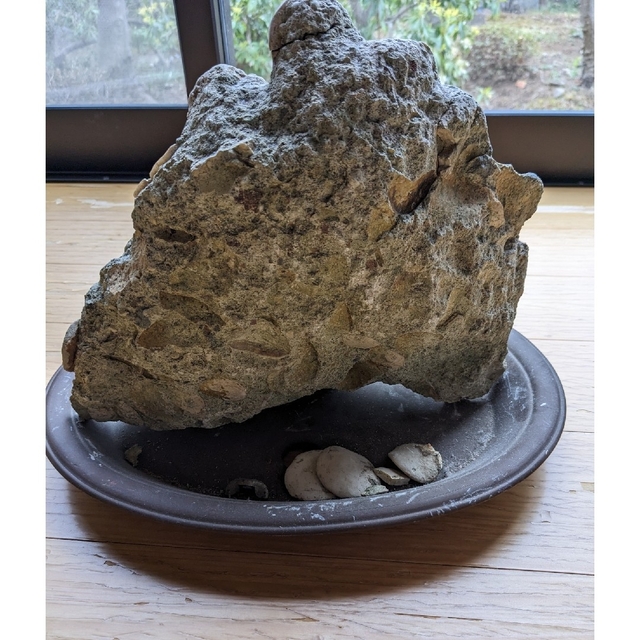小笠原諸島　貝殻がついた石？