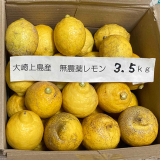 広島県大崎上島産無農薬レモン　3.5kg  今期最後(フルーツ)