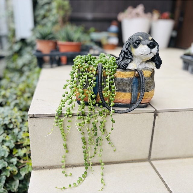 多肉植物　グリーンネックレス　カット苗 ハンドメイドのフラワー/ガーデン(その他)の商品写真