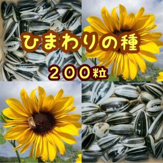 大きくそだつひまわりの種　たっぷり14g約200粒　春蒔き種子　そだてやすい✿(その他)