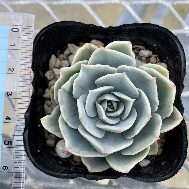 ECHEVERIA 'APPARITION錦　新種　多肉植物