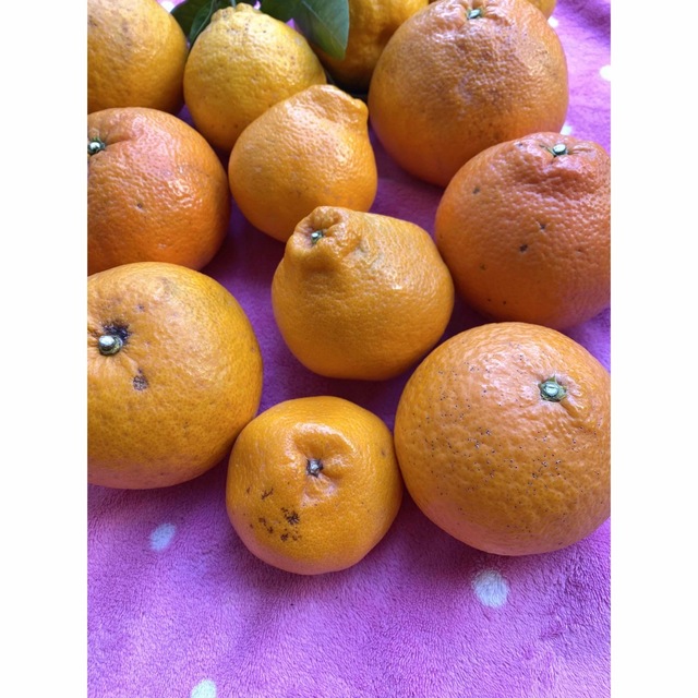 和歌山有田産 柑橘詰め合わせ(7種類) 食品/飲料/酒の食品(フルーツ)の商品写真