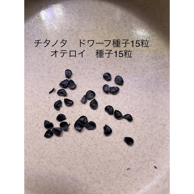 全国宅配無料 チタノタ 植物 ドワーフ 種子 1500粒 最新入荷 - envicor.com