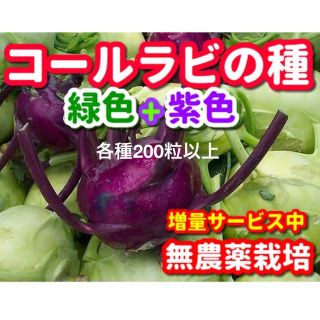 コールラビの種・各200粒以上✦合計400粒以上✦無農薬栽培の種・増量サービス中(野菜)