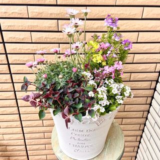 ローダンセマムいっぱいのゴージャスな寄せ植え♪(プランター)