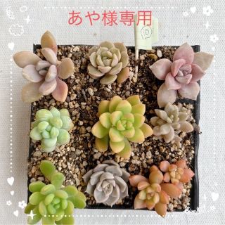 【多肉植物】白牡丹 秋麗ほか ぬき苗 9種 かわいい小苗いろいろ 寄植えに(その他)