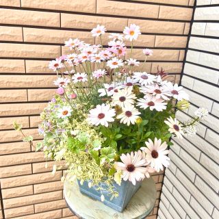 花火のようなお花いっぱいの寄せ植え♪(プランター)