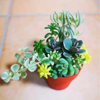 可愛い☆多肉植物&セダムの寄せ植え♪＋おまけ　カット苗(プランター)