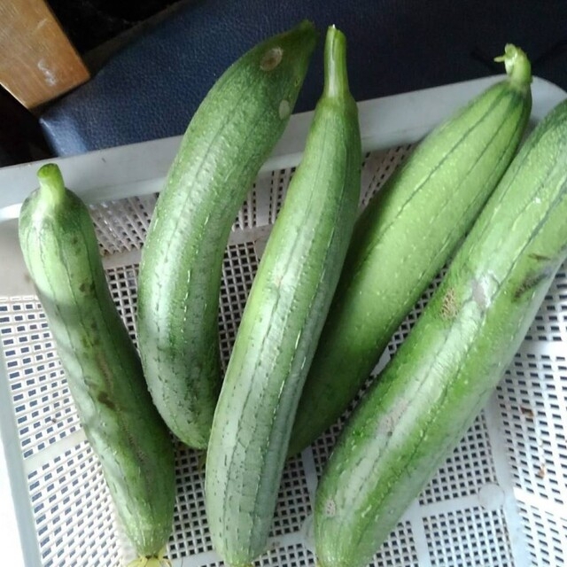 自然農法　太へちまの固定種 食品/飲料/酒の食品(野菜)の商品写真