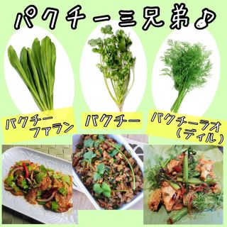 パクチー3兄弟(その他)