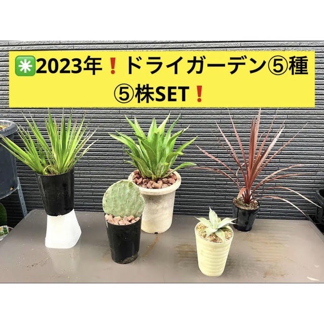 ✳️2023年❗️ドライガーデン⑤種⑤株SET❗️の通販 by シューン