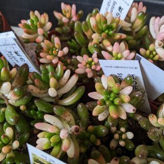 多肉植物　セダム　葉挿し用　虹の花の葉20個(その他)