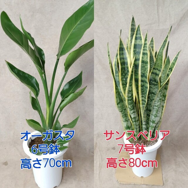 観葉植物 オーガスタ、サンスベリア２鉢セット【全国送料無料！】 ハンドメイドのフラワー/ガーデン(その他)の商品写真