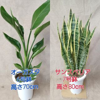 観葉植物 オーガスタ、サンスベリア２鉢セット【全国送料無料！】(その他)