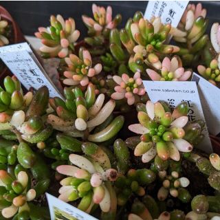 多肉植物　セダム　虹の花　葉挿し20個(その他)